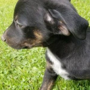 Meet your Posher, Dennis